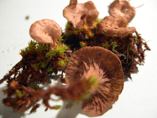 In quale genere...???